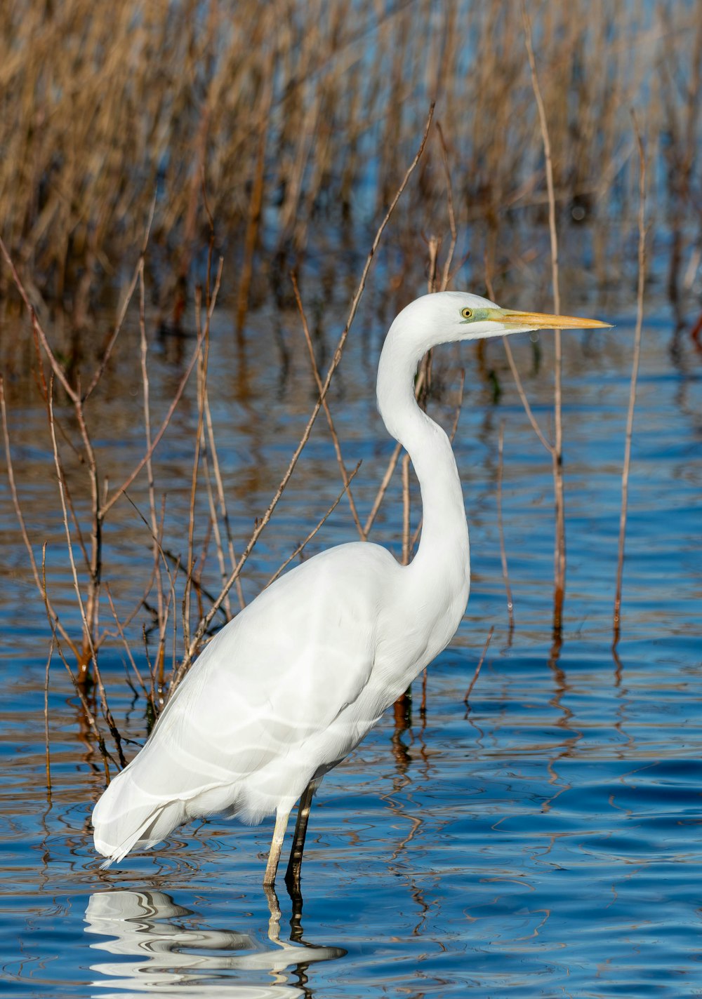 a white bird is standing in the water