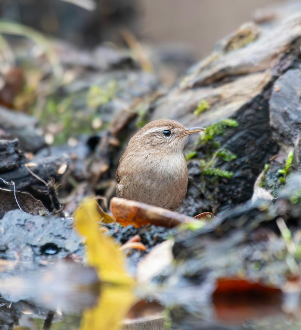 a small bird is sitting on the ground