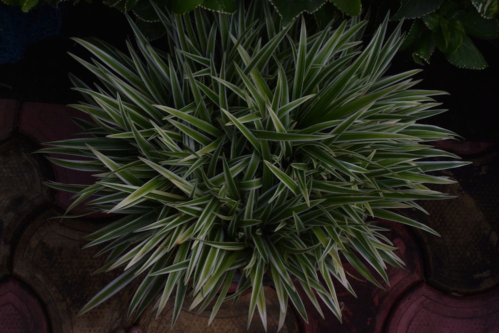 a close up of a plant on a table