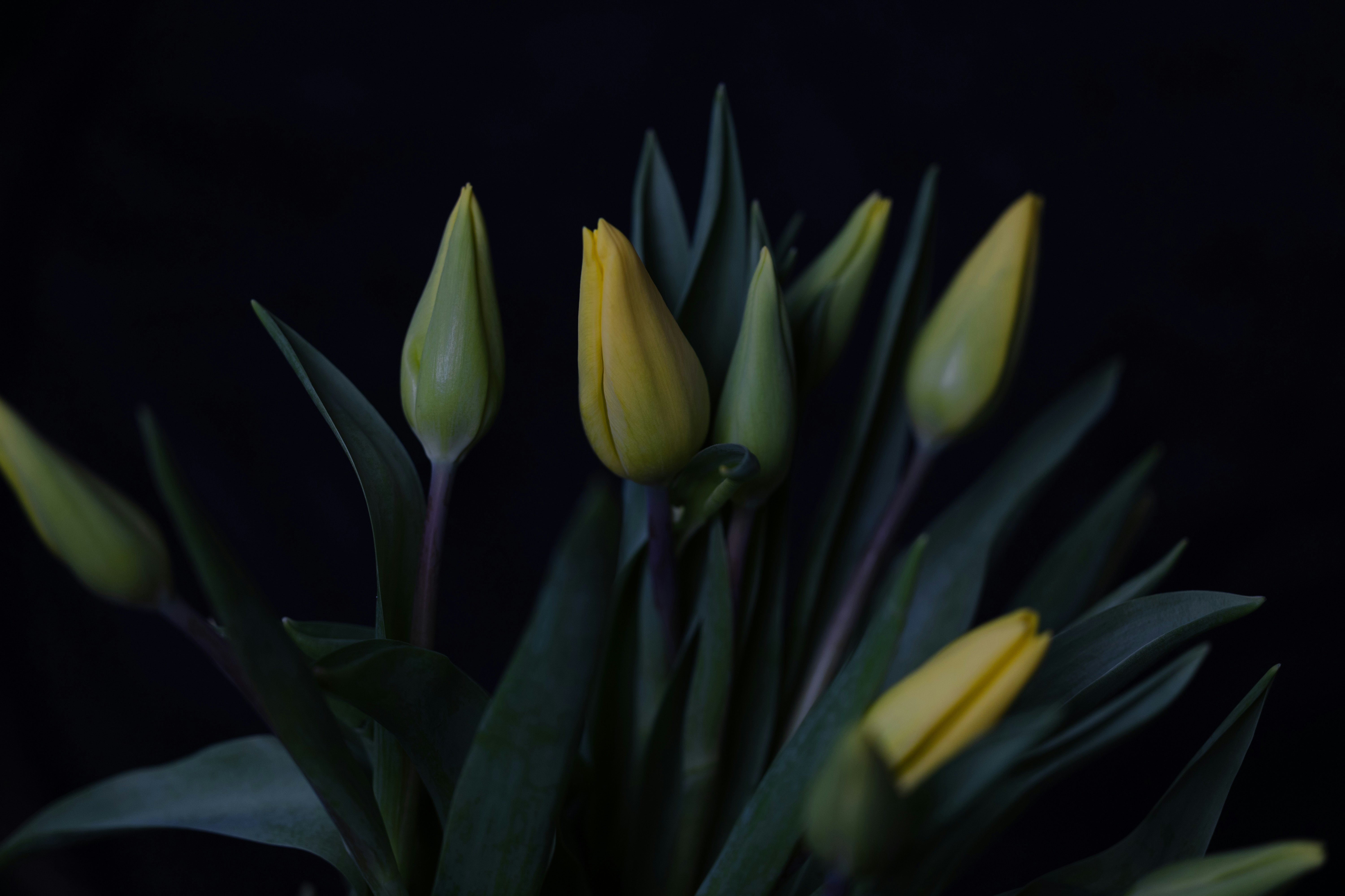 Photo by skeedio