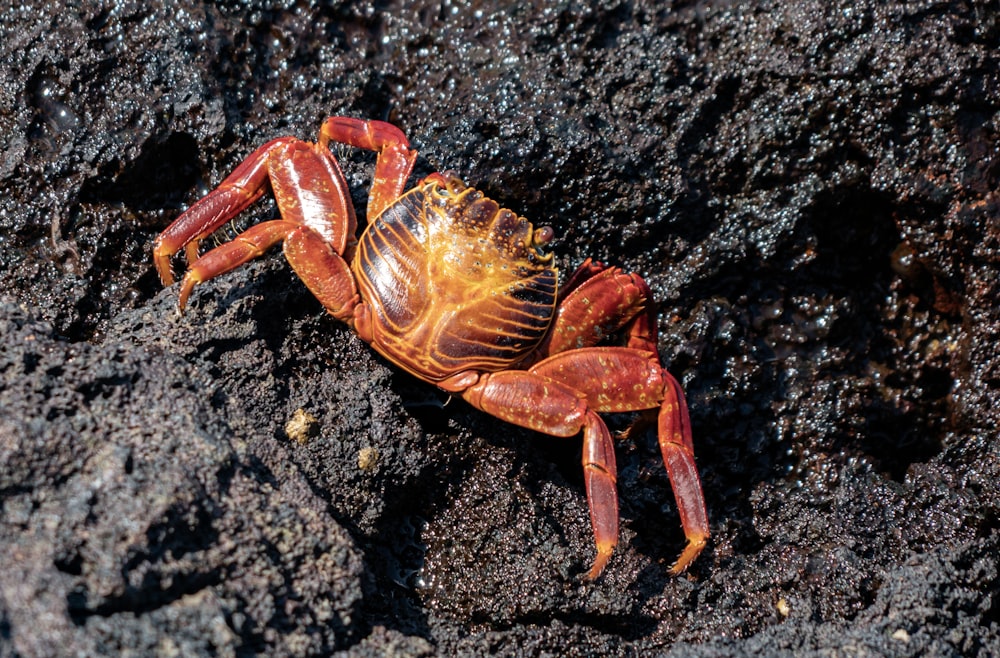 a close up of a crab on a rock