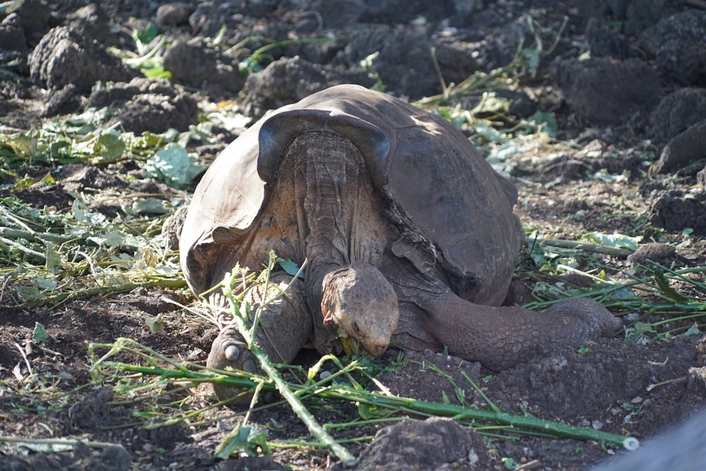 a tortoise laying on the ground eating grass
