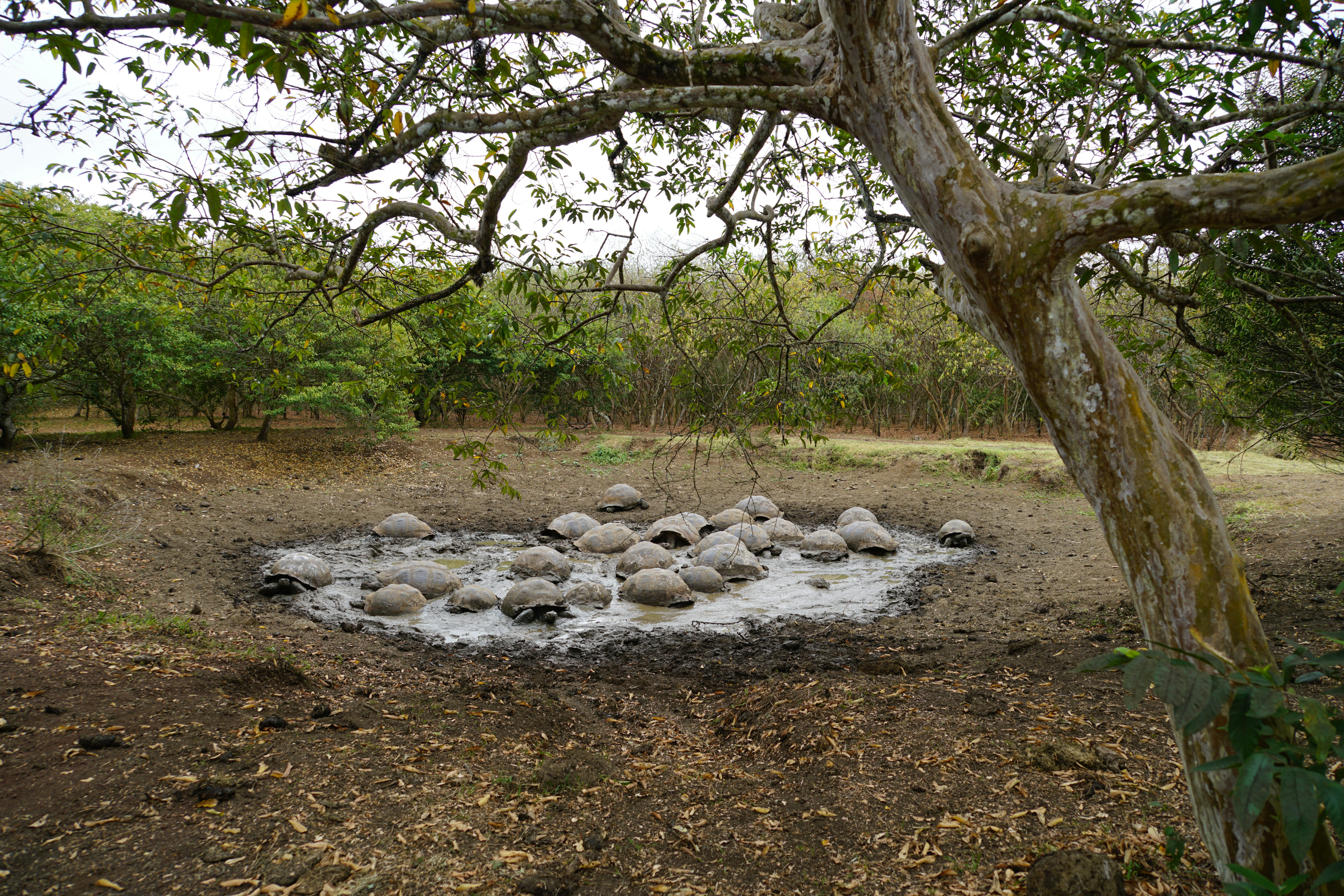 un groupe de roches posées sur un champ de terre