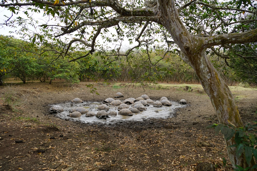 a group of rocks sitting on top of a dirt field