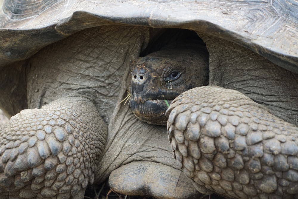 a close up of a tortoise with its eyes open