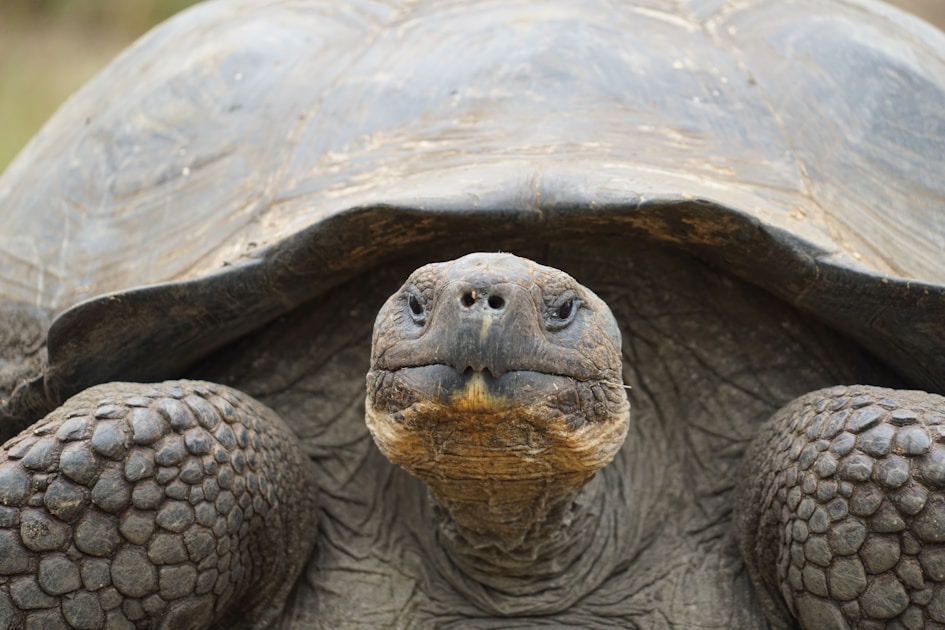 Reuzenschildpad die je recht aankijkt: traag maar vastberaden, werkt methodisch stap voor stap, net als computer use AI