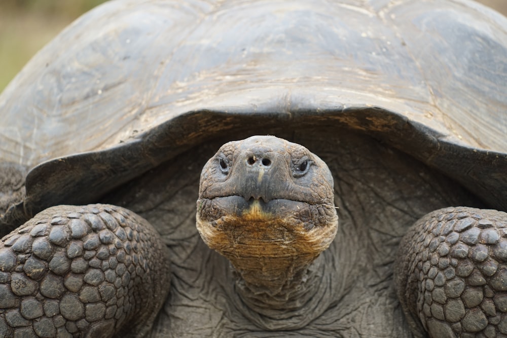 a close up of a tortoise looking at the camera