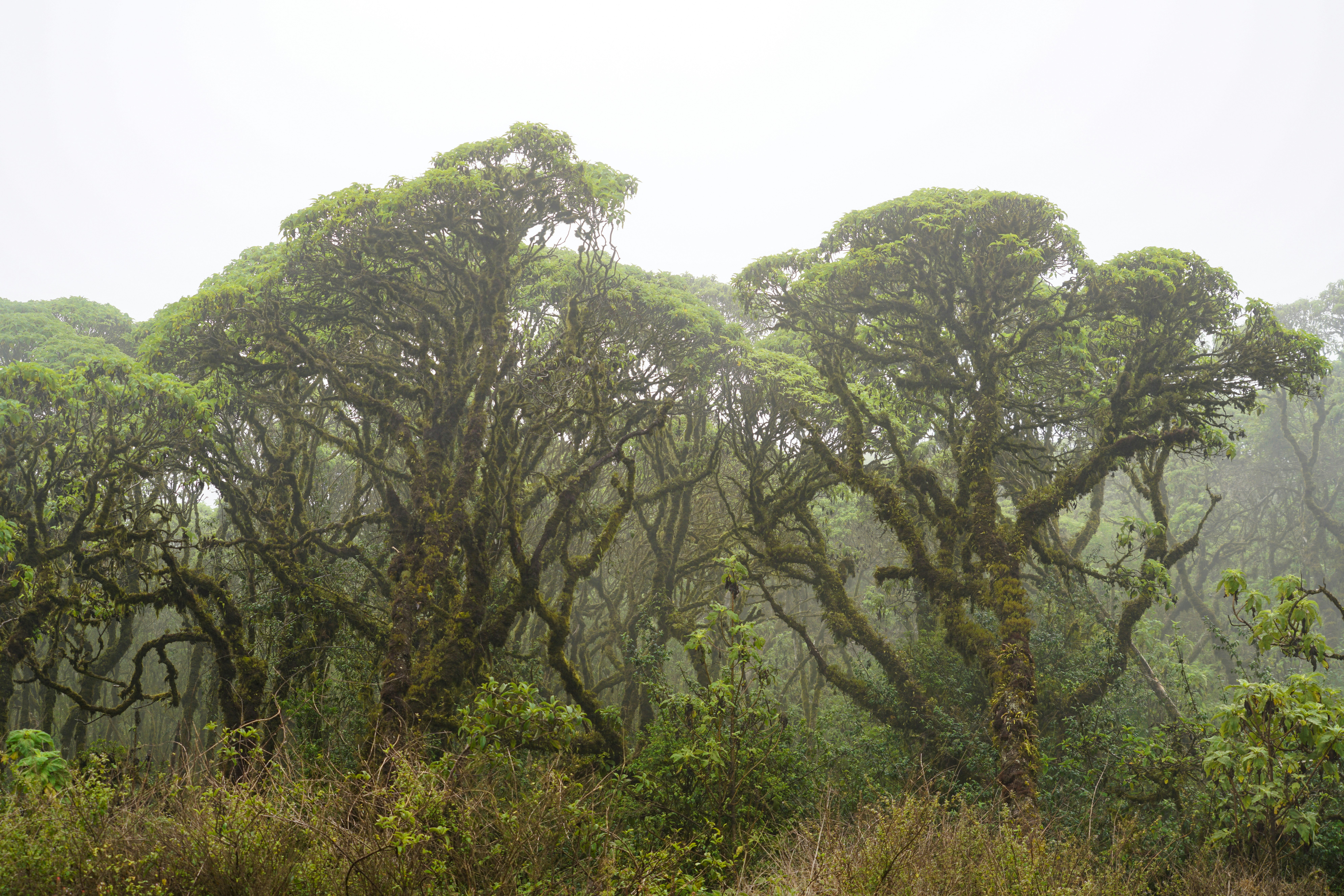 un groupe d’arbres au milieu d’une forêt