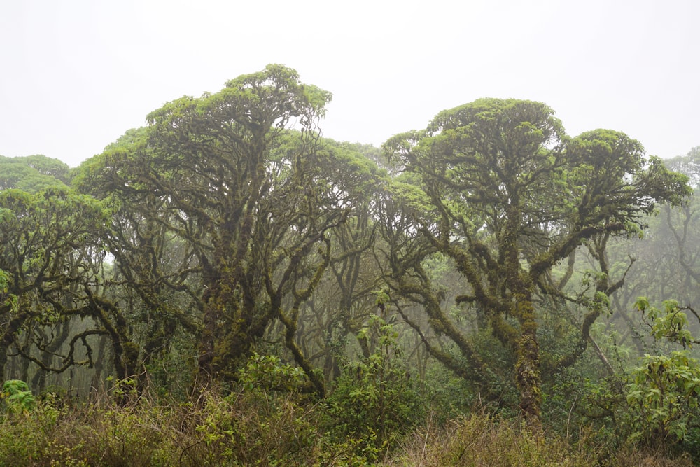 a group of trees in the middle of a forest