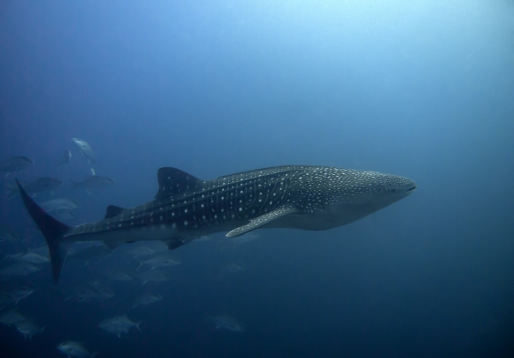 a large whale swimming in the ocean with a lot of fish