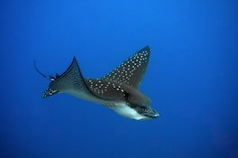a manta ray swims through the blue water