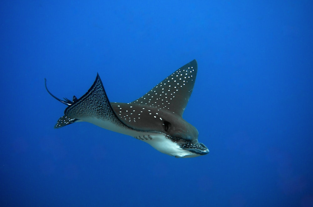 a manta ray swims through the blue water