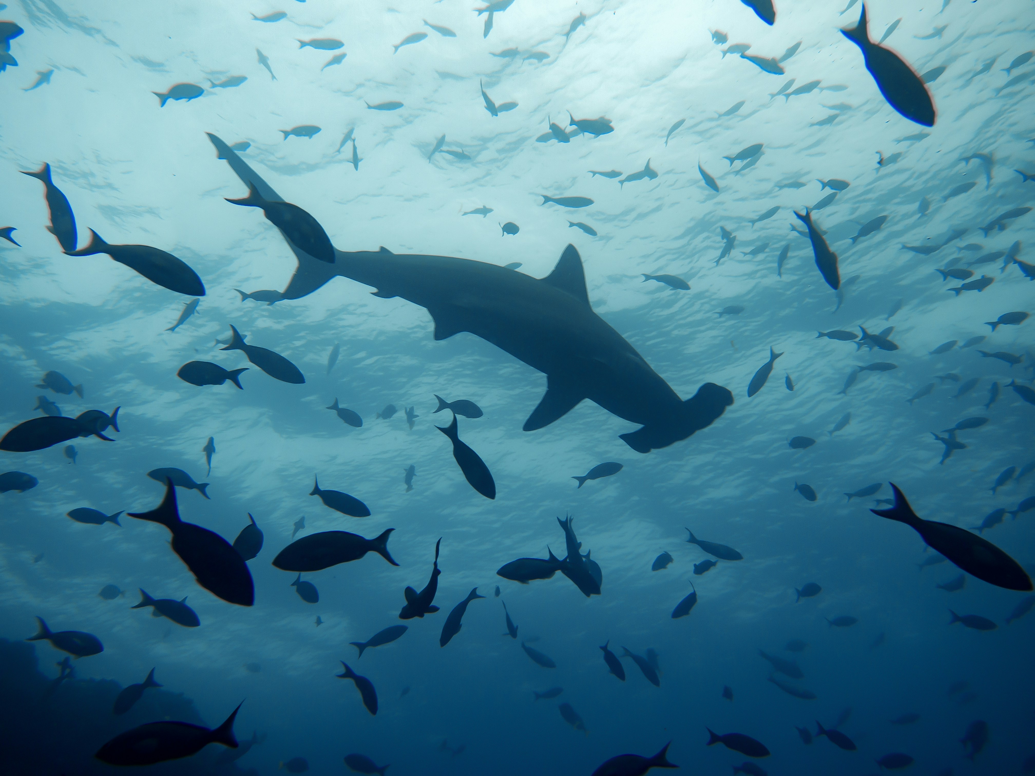 Hammerhead Sharks