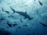 a large group of fish swimming in the ocean