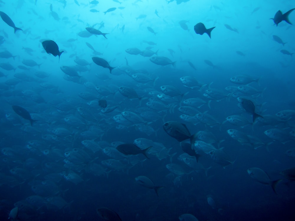 a large group of fish swimming in the ocean