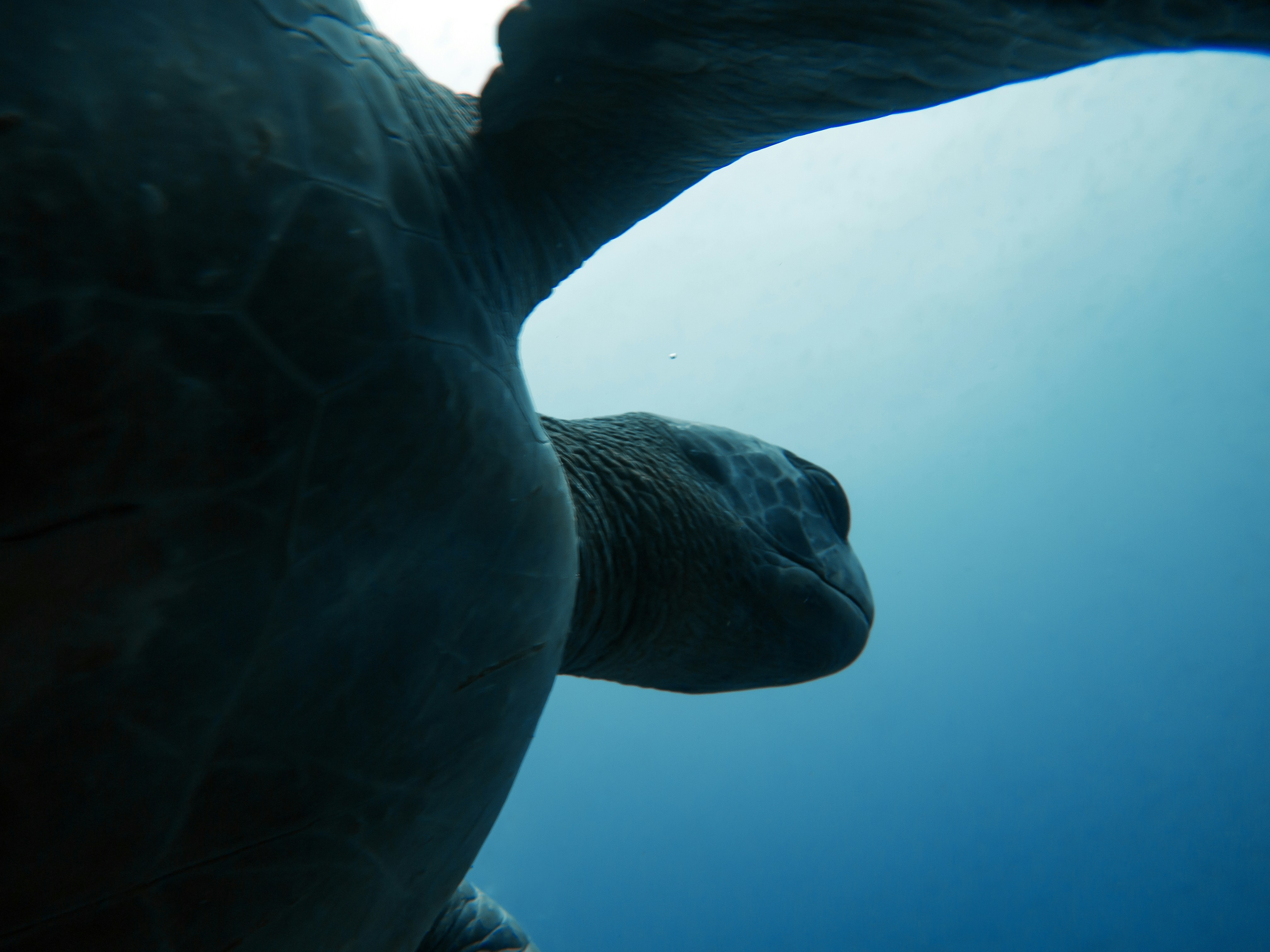 a close up of a turtle under water, 