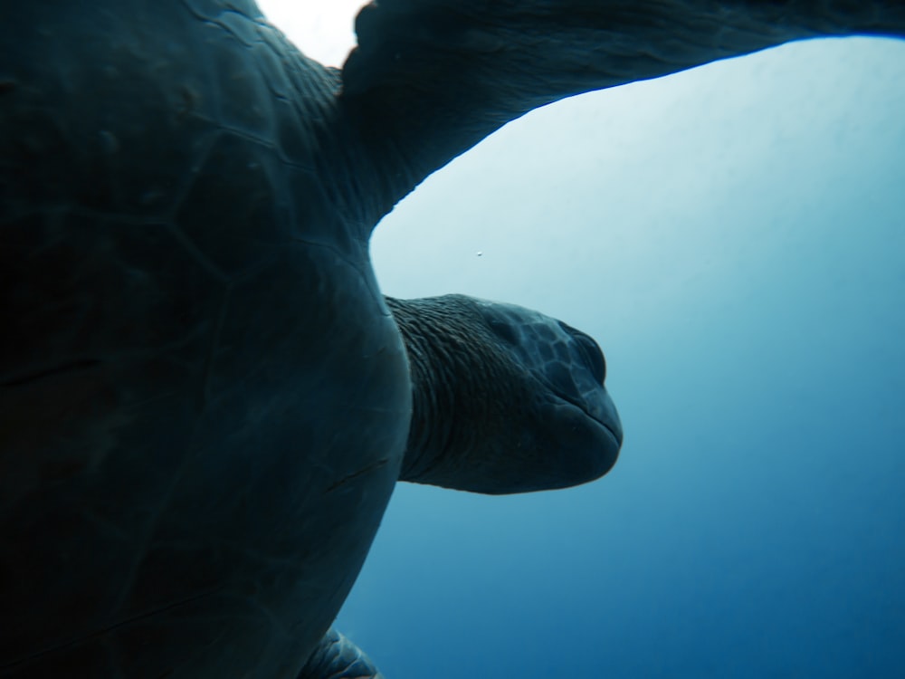 a close up of a turtle under water