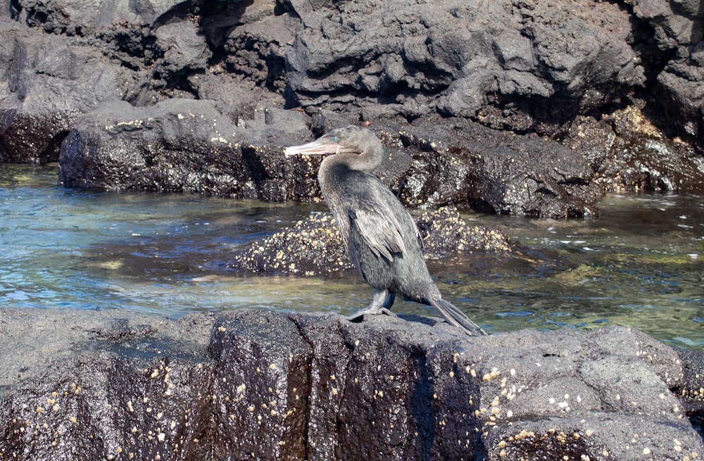 a bird sitting on a rock in the water