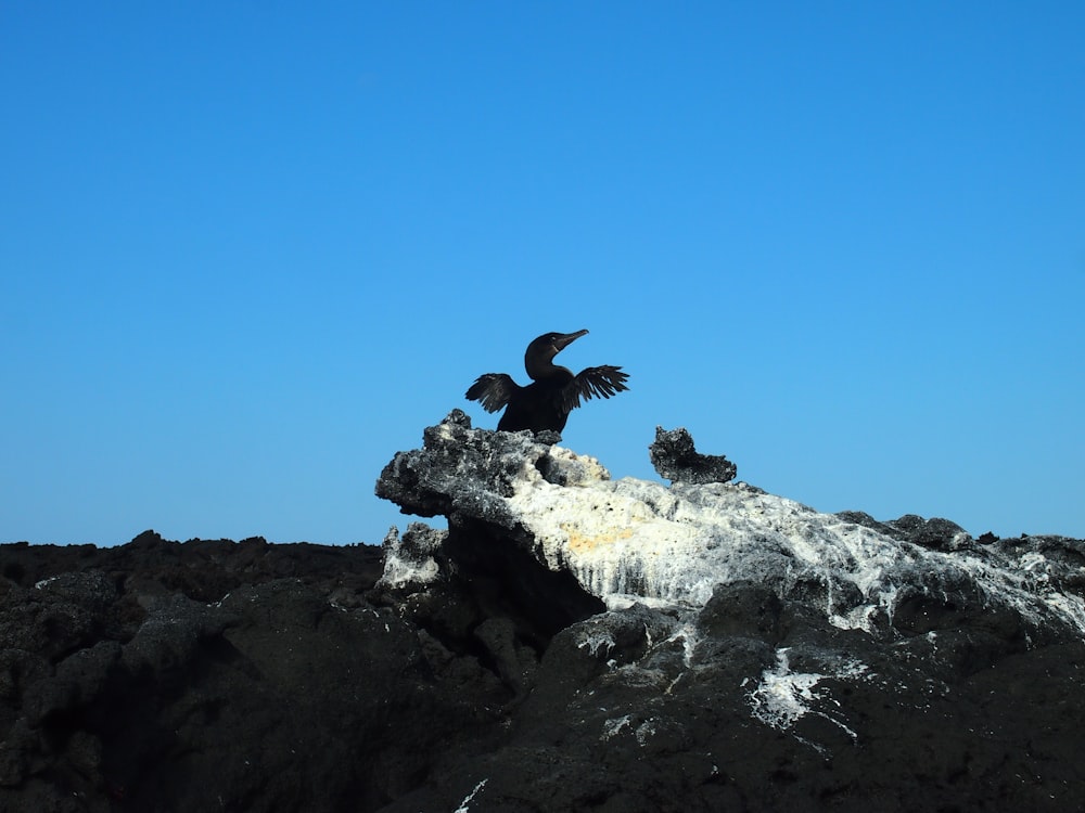 a large bird sitting on top of a rock