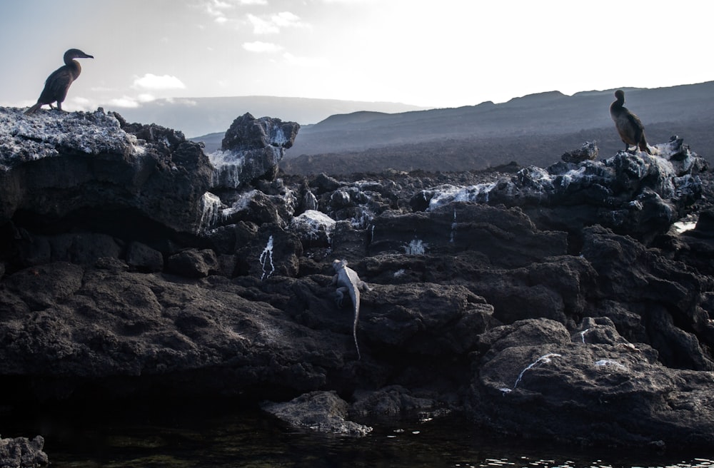 a group of birds sitting on top of rocks