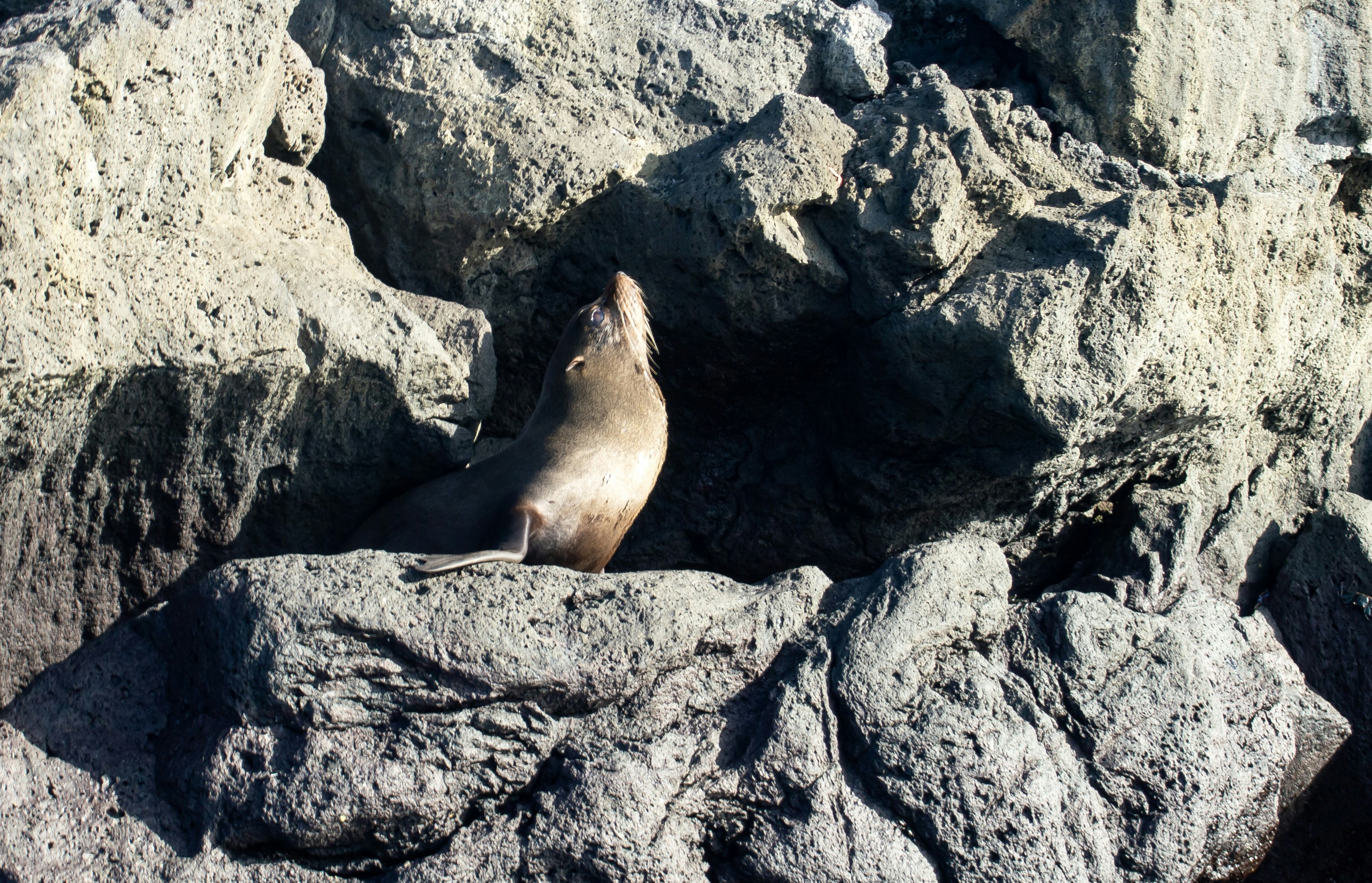 a sea lion sitting on top of a rocky cliff, 