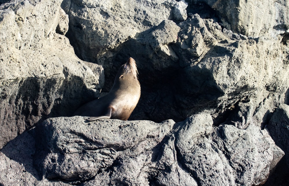 a sea lion sitting on top of a rocky cliff