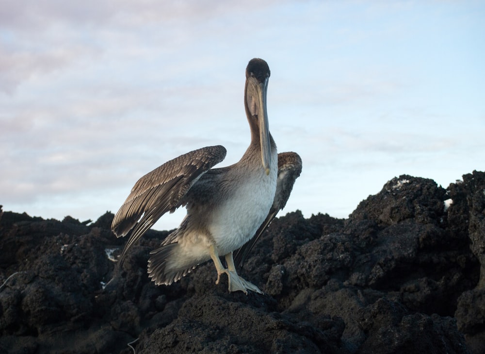 a large bird standing on top of a pile of rocks