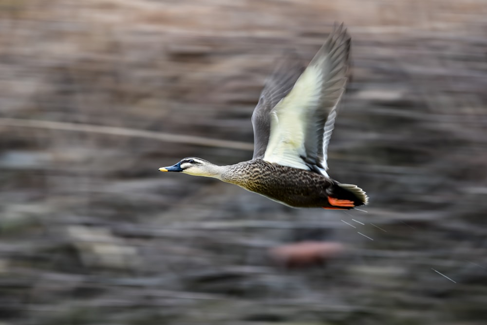 a duck flying through the air with a blurry background