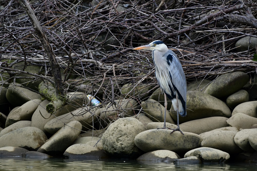 a bird standing on a rock next to a body of water