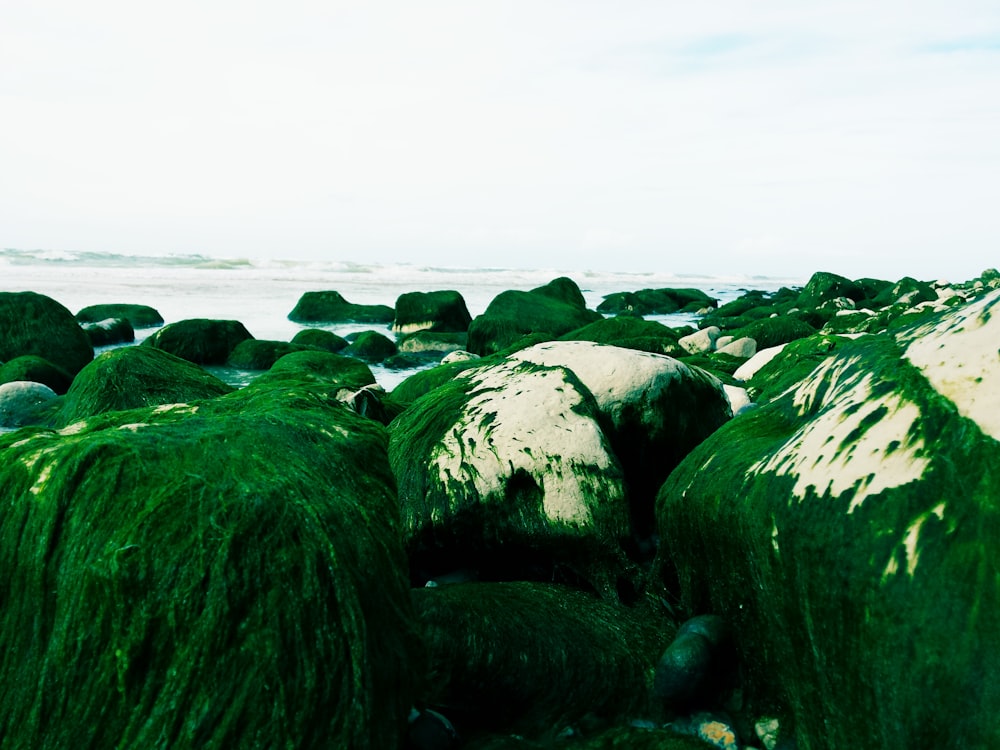 a group of rocks covered in green algae