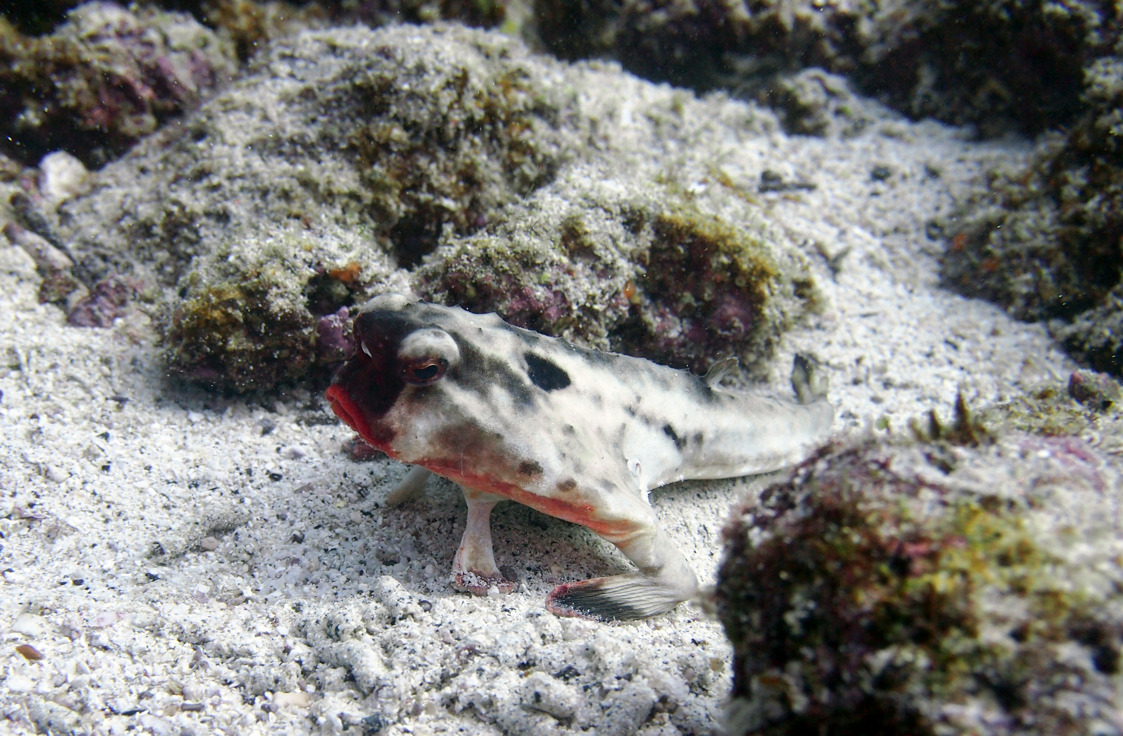 un poisson qui se couche sur du sable