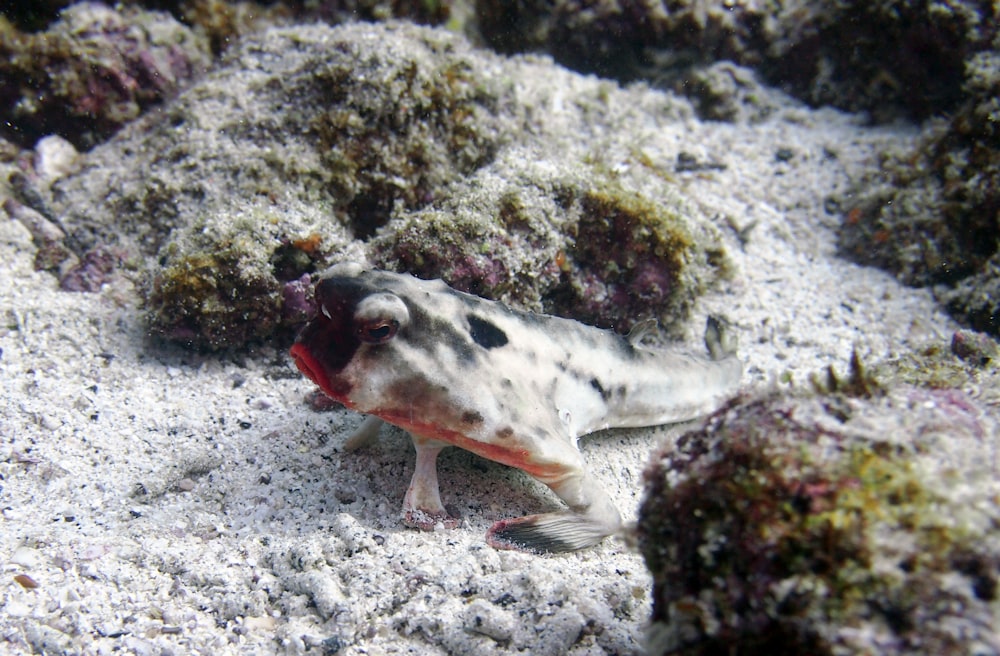 a fish that is laying on some sand