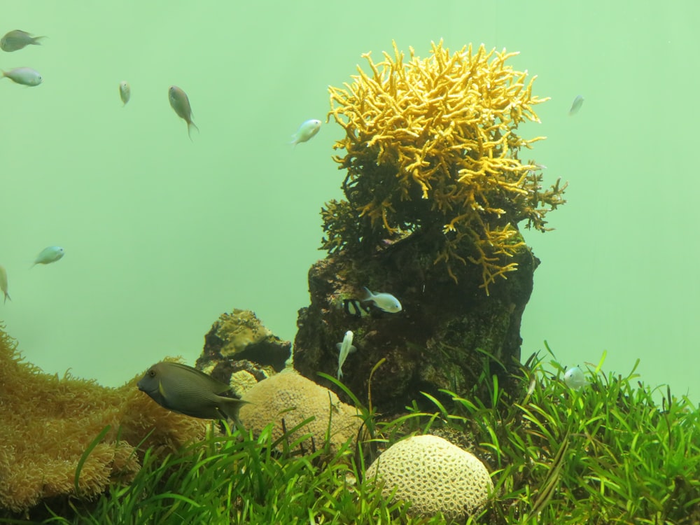 a group of fish swimming around a coral reef