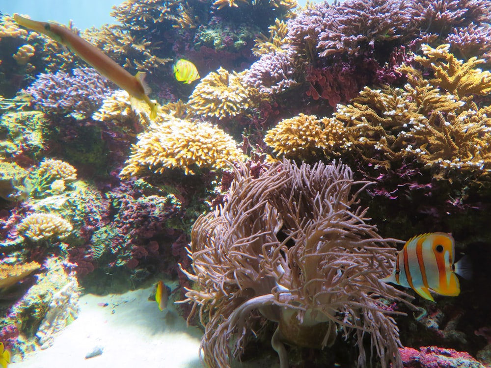an underwater scene of a coral reef with clown fish