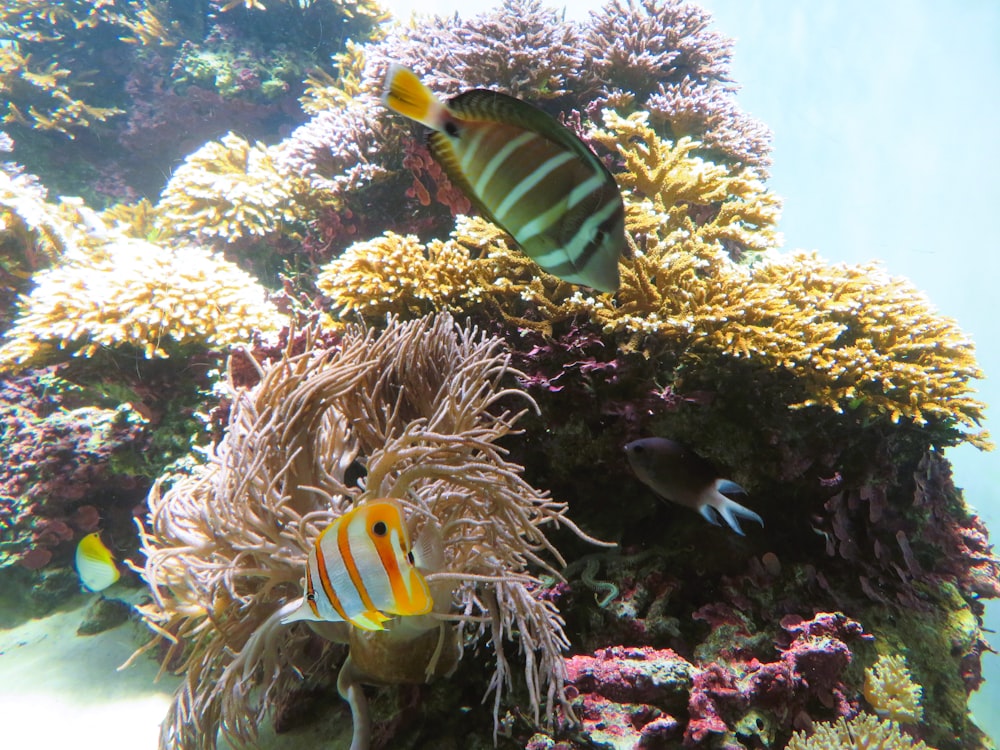 a group of fish swimming around a coral reef