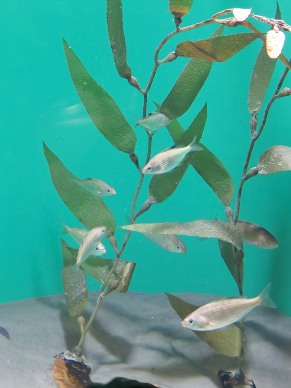 a plant with green leaves in a tank