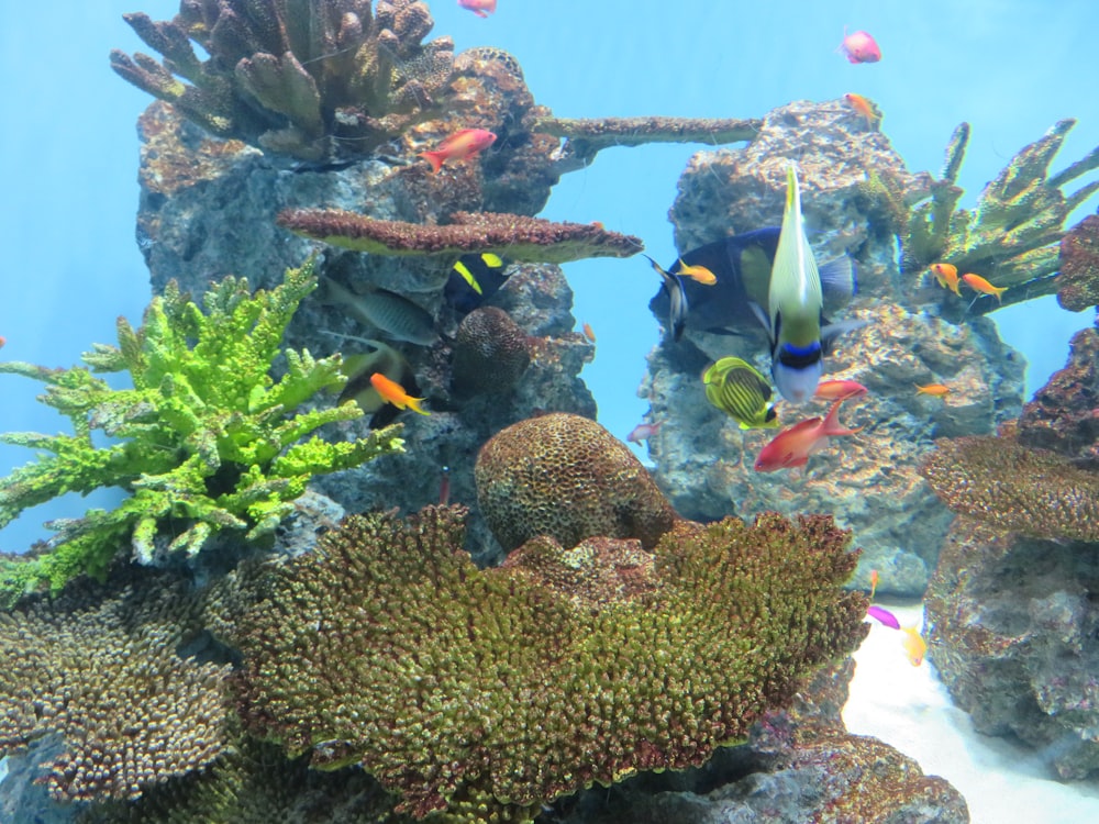 a large aquarium filled with lots of different types of fish