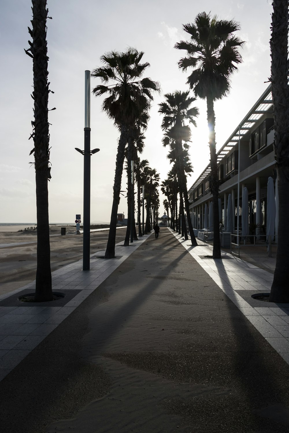 a street lined with palm trees next to a beach