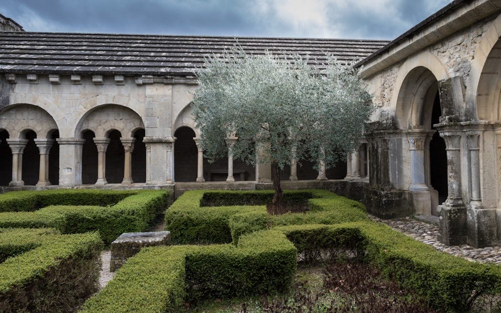 a courtyard with a tree in the middle of it