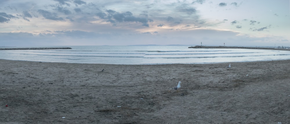 a bird standing on a sandy beach next to the ocean
