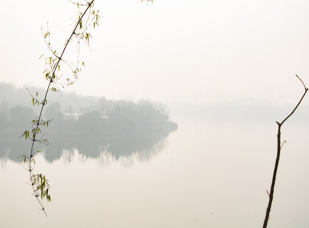 a body of water with a tree branch in the foreground