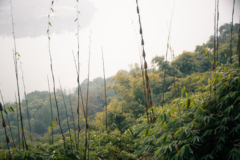 a lush green forest filled with lots of trees