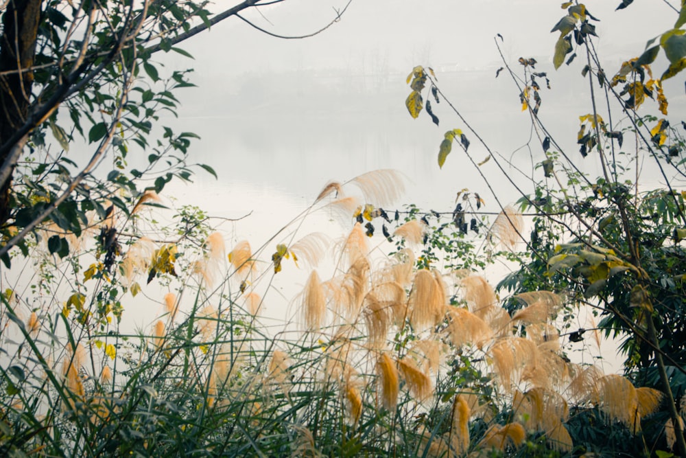 a view of a body of water through some trees