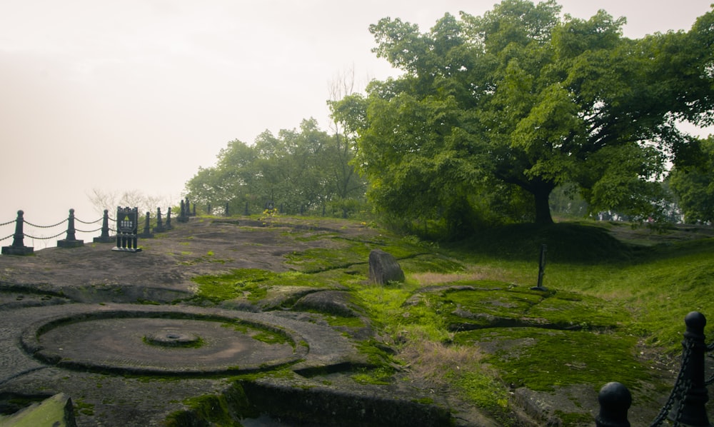 a grassy area with trees and a fence