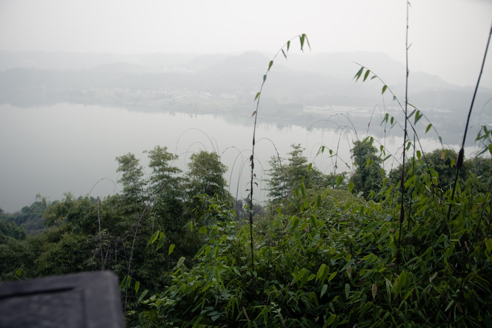 a view of a body of water surrounded by trees