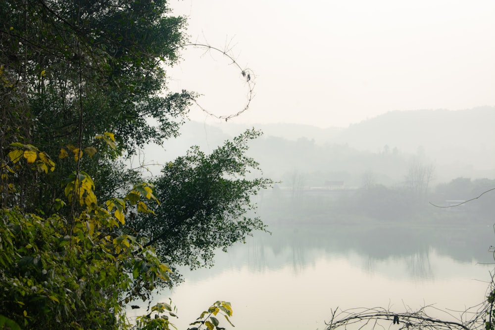 a body of water surrounded by trees and fog