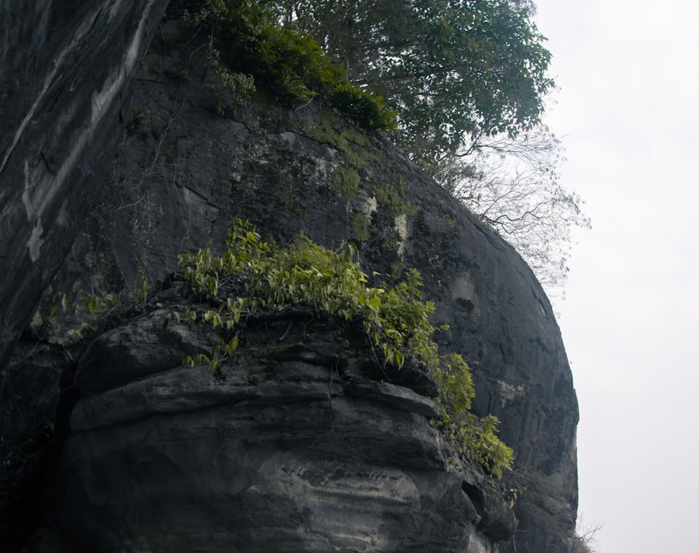 a large rock with a tree growing on it