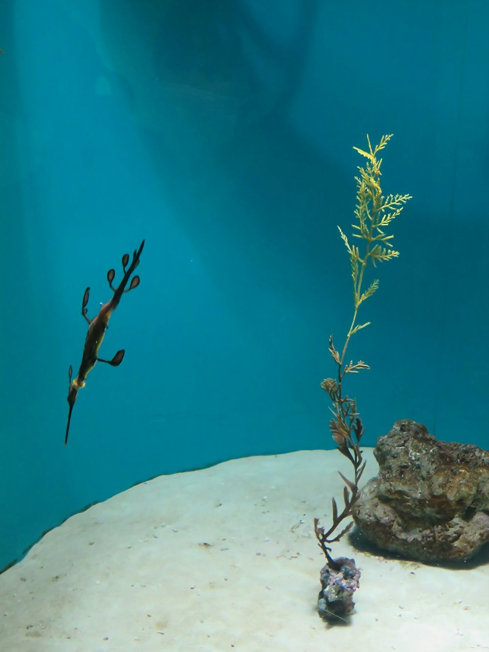 a fish swimming in an aquarium next to a plant