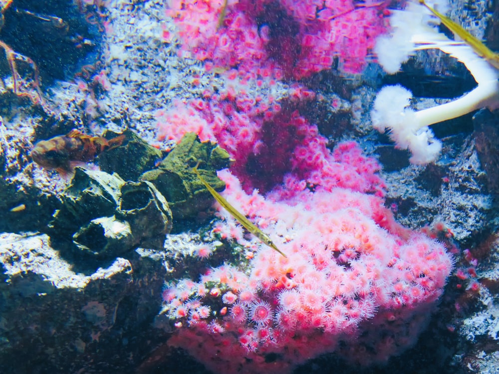 an underwater view of corals and seaweed on the ocean floor