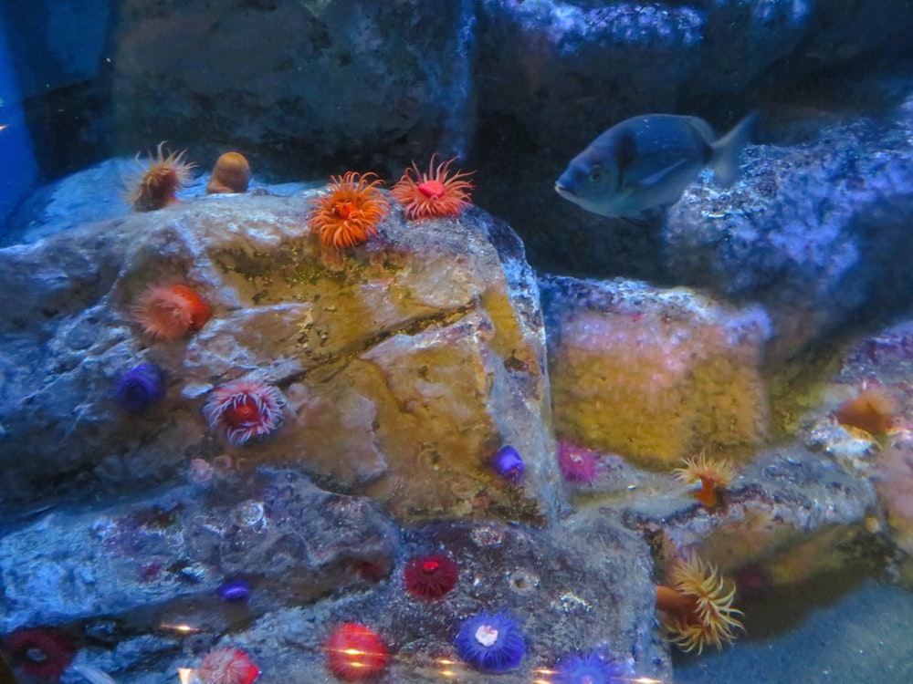 an aquarium filled with lots of different types of fish